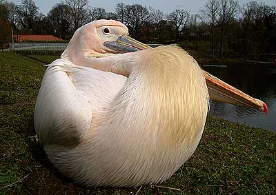 Aachener Zoo Aachener-Zoo-Pelikan-012